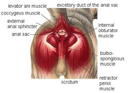 Canine anal sac disease