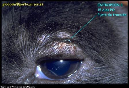 dog eye diseases photos. Picture Dog Eye Condition - Entropion