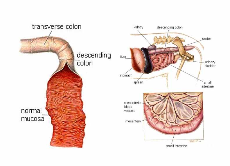 How are small intestine problems diagnosed?