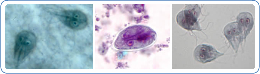 giardia medication for dogs giardia giardia medication for dogs giardia