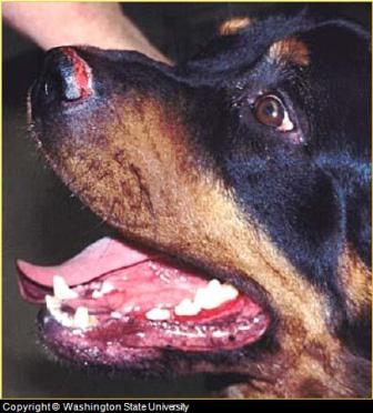 hematoma in dog. Hematoma+infection