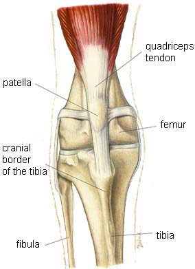 Dog Knee Injuries