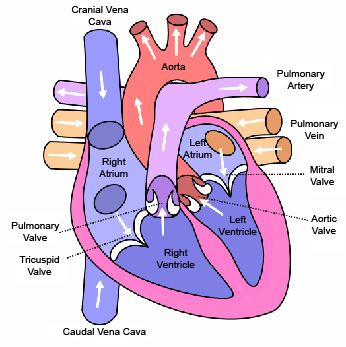 circulatory system. circulatory system which