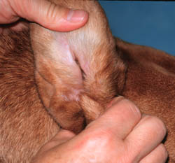 Dog ear infection