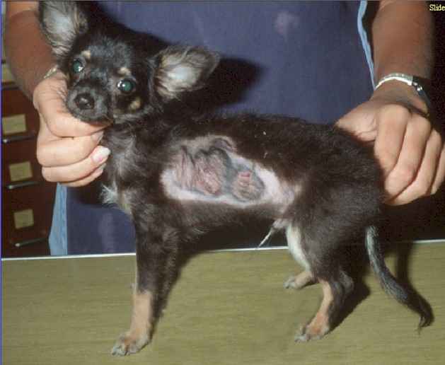 pictures of ringworm on dogs