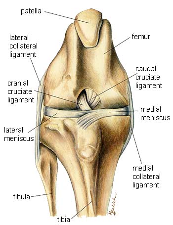 Synovial Joint Knee. canine knee surgery picture