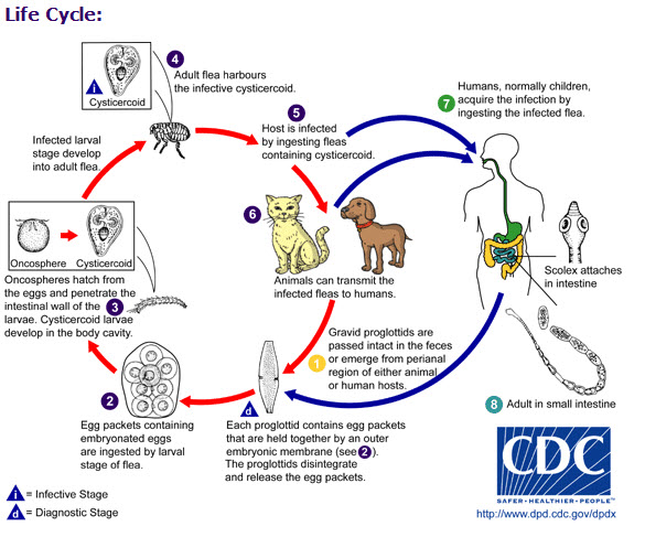 Tapeworm Life Cycle. picture dog tapeworm lifecycle