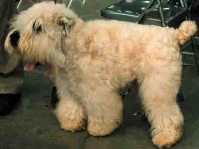 <b>Dog Skin Lesions Are Diagnosed on pets such as this Wheaton Terrier  with a Skin Scraping</b><br><small>Source: Washington State University</small>