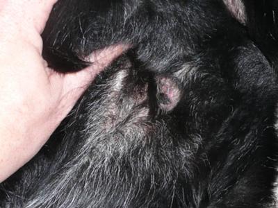 Picture Dog Vulva Black Spot