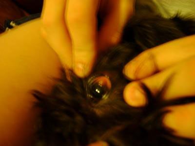Canine Eye Cyst, Tumor or Abscess