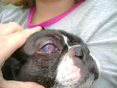 Picture Dog Eye with Red Dot