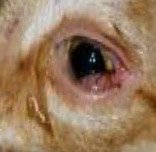 Red Dog Eyes with or without Discharge Can Indicate a Problem such as Conjunctivitis as shown Above.