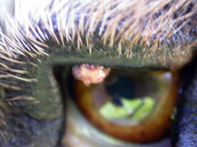 Picture Bump on Dog Eye
