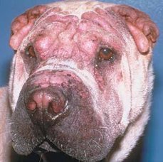 photos of dog skin rashes