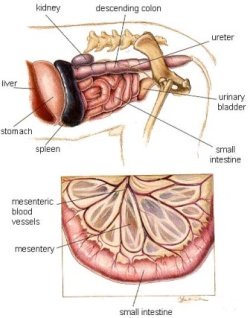 dog small intestine