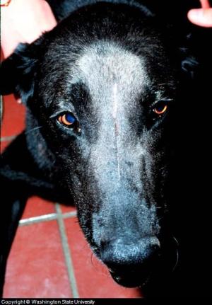 canine nose cancer