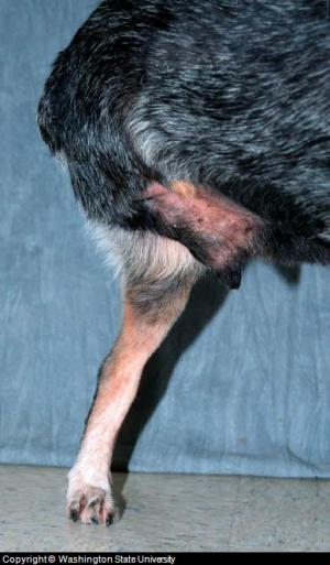 dog bone cancer