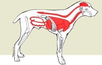 canine distemper symptoms