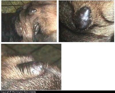 cancer canine skin