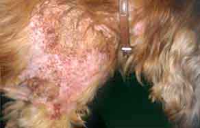 dog scabies