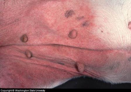 dog skin pimples