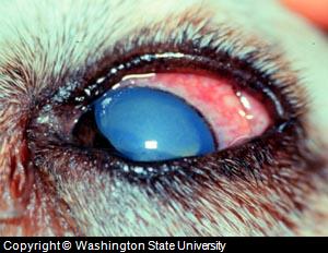 dog eye probllems glaucoma