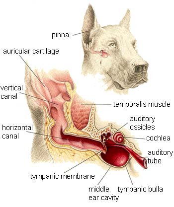 dog ear canal diagram