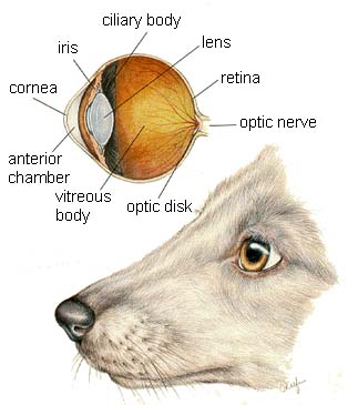 canine eye problems light