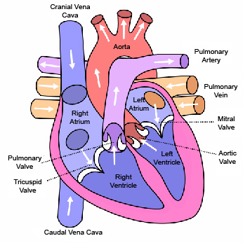dog heart anatomy