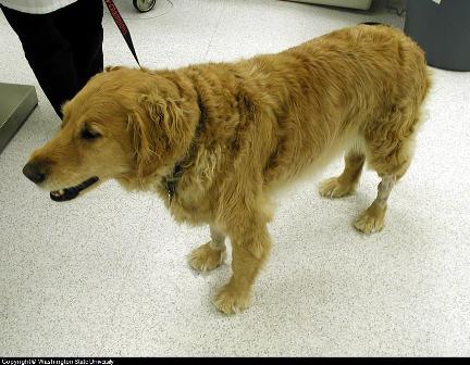 canine arthritis picture