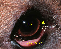 dog conjunctivitis