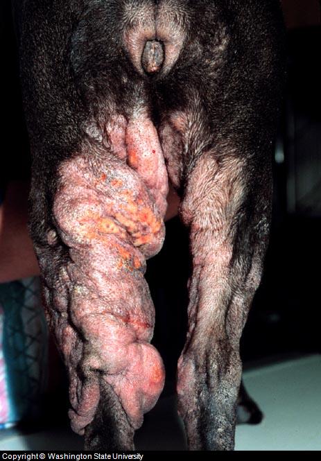cancer canine skin