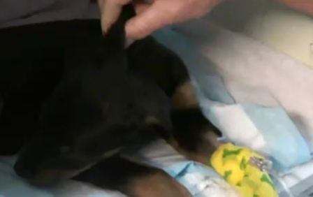 parvo virus symptoms parvo virus symptoms