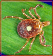 picture of tick