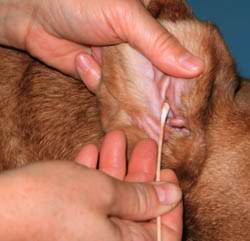 home remedies dog ear mites