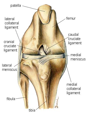 dog sprain