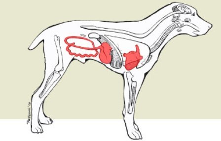 symptoms of parvo in puppies