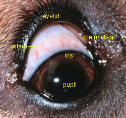 dog eye anatomy picture