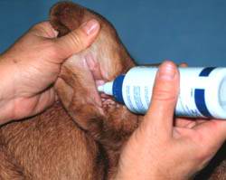 home remedies dog ear mites