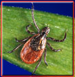 picture of dog tick