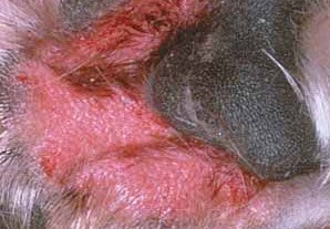 photos of dog skin rashes