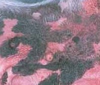 pictures of canine skin rashes pictures of canine skin rashes