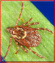 picture of tick