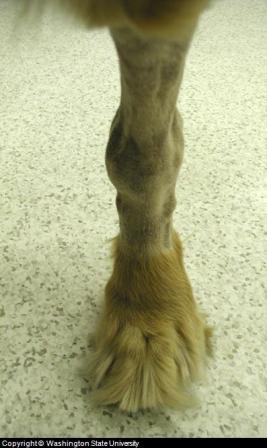dog arthritis picture