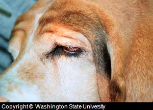 dog eye diseases photo