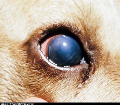 canine eye problems