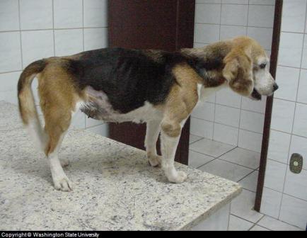 canine anorexia