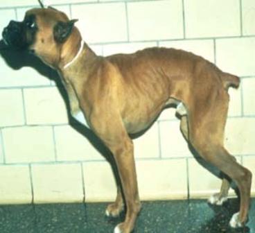 Thin young Boxer dog affected by histiocytic ulcerative (granulomatous) colitis