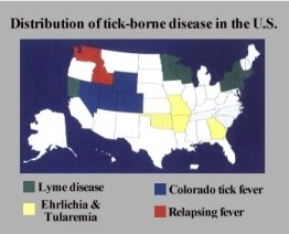 canine lyme disease symptoms