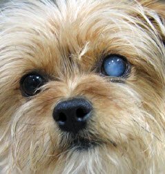 dog eye cataracts